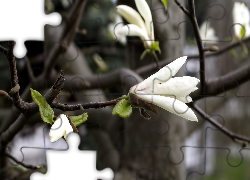 Białe, Kwiaty, Magnolii