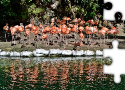 Flamingi, Woda, Odbicie