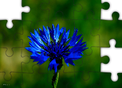 Kwiat, Niebieski, Chaber