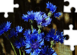 Kwiaty, Bukiet, Niebieskie, Chabry