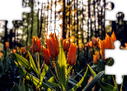 Pomarańczowe, Tulipany, Promienie Słońca, Las