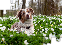 Border Collie, Łąka, Białe, Kwiaty