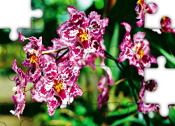Różowa, Orchidea, Nakrapiana, Rozmycie