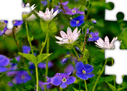 Białe, Niebieskie, Kwiaty