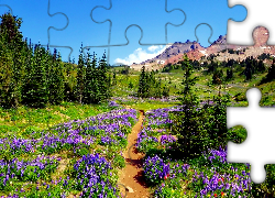 Góry, Ścieżka, Polne Kwiaty