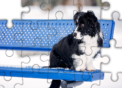 Ławka, Pies, Border collie