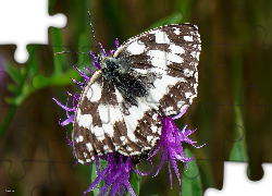 Siedzący, Motyl, Skrzydła