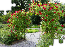 Park, Pnące, Róże