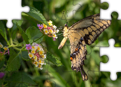 Motyl, Paź Królowej, Kwiaty