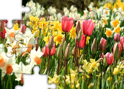 Wiosenne, Kwiaty, Tulipany, Narcyze, Żonkile