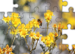 Żółte, Kwiaty, Pszczoła