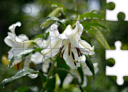 Lilie, Białe, Kwiaty, Bokeh, Deszcz