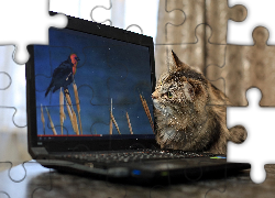 Kotek, Laptop