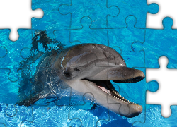Delfin, Błękitna, Woda