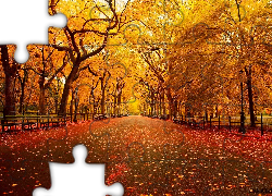 Żółte, Park, Jesień