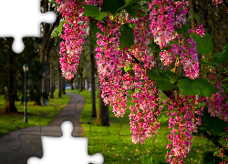 Park, Aleja, Lampa, Kwitnąca, Gałązka