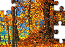Drzewa, Nad Jeziorem, Opadłe Liście, Park