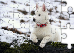 Biały, Pies, Na, Śniegu