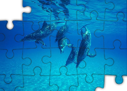 Delfiny, Głębiny morskie