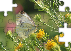 Motyl, Bielinek, Biały, Owad