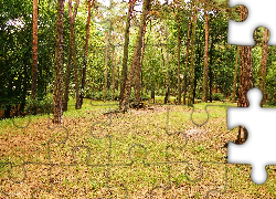 Park, Drzewa, Zieleń