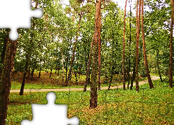 Park, Drzewa, Alejka