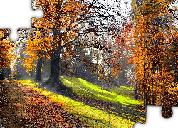 Park, Poranek, Przebijające Światło, Jesień