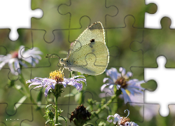 Motyl, bielinek, Owad, Biały