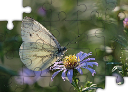 Bielinek, Biały, Motyl, Astry