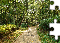 Park, Alejka, Drzewa