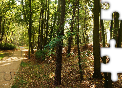 Park, Alejka, Drzewa