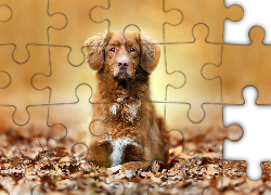 Rudy, Piesek, Portret, Liście, Jesień