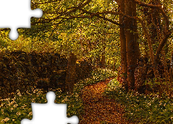 Park, Droga, Kwiatki