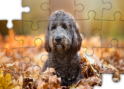 Piesek, Jesień, Liście