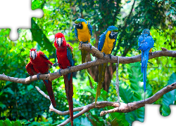 Papugi, Ary, Konary, Drzewa
