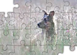 Pies, Kundelek, Shila, Łąka