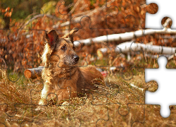 Pies, Shila, Trawa, Suche, Brzozy