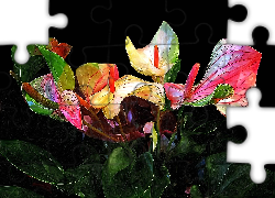 Kwiaty, Anturium, Grafika