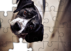 Czarno, Biały, Pies, Brążowe, Oczy