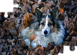 Pies, Jesienne, Liście