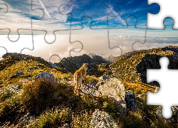 Góry, Chmury, Pies, Krajpobraz