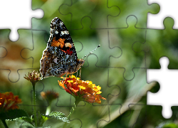 Kolorowy, Motyl, Rusałka, Osetnik, Kwiat