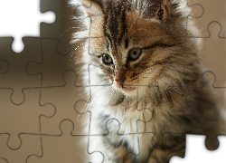 Piękny, Rasowy, Kot