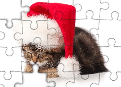 Śpiący, Kotek, Kot