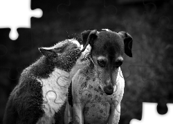 Kotek, Pies, Przyjaźń, Czarno, Białe