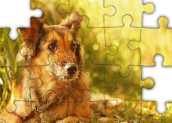 Pies, Suczka, Kundelek, Shila