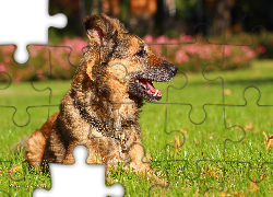 Pies, Suczka, Shila, Kundelek