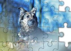 Pies, Suczka, Shila, Kundelek