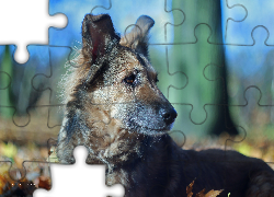 Pies, Kundelek, Shila