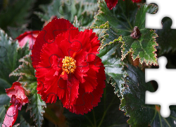 Kwiat, Czerwona, Begonia